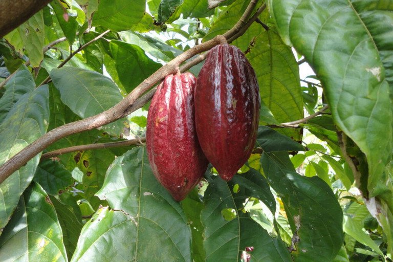 Kakaobohne am Baum